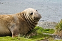 Elephant Seal.20081112_3766